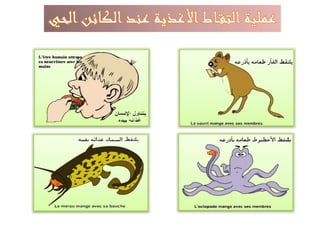 أعضاء التقاط الأغذية عند الحيوان