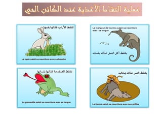 أعضاء التقاط الأغذية عند الحيوان