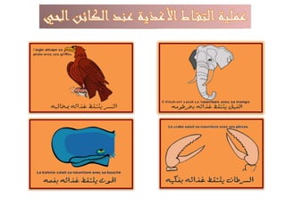 أعضاء التقاط الأغذية عند الحيوان