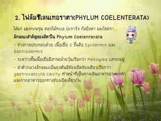 2. ไฟลัมซีเลนเทอราตา(PHYLUM COELENTERATA)
ได้แก่ แมงกะพรุน ดอกไม้ทะเล ปะการัง กัลปังหา และไฮดรา
ลักษณะสาคัญของสัตว์ใน Phylum Coelenterata
- ร่างกายประกอบด้วย เนื้อเยื่อ 2 ชั้นคือ Epidermis เเละ
Gastrodermis
- ระหว่างชั้นเนื้อเยื่อมีสารคล้ายวุ้นเรียกว่า Mesoglea เเทรกอยู่
- ลาตัวกลวงลักษณะเป็นถุงตันมีช่องเปิดช่องเดียวเรียกว่า
gastrovascula cavity ทาหน้าที่เป็นทางเดินอาหารอาหารเข้า
เเละกากอาหารออกทางช่องเปิดเดียวกัน
 