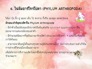 6. ไฟลัมอาร์โทรโปดา (PHYLUM ARTHROPODA)
ได้แก่ กุ้ง กั้ง ปู แมลง เห็บ ไร ตะขาบ กิ้งกือ แมงมุม แมงดาทะเล
ลักษณะสาคัญของสัตว์ใน Phylum Arthropoda
- มีลาตัวเป็นปล้องและมีรยางค์เป็นข้อๆต่อกัน (jointed appendage) ยื่น
ออกมาจากแต่ละปล้องของลาตัว
- มีจานวนชนิดมากที่สุดในอาณาจักรสัตว์ ประมาณว่ามีถึงกว่า 9 แสนชนิดที่มนุษย์
เราได้ค้นพบ
- สามารถอาศัยอยู่ได้ในแทบทุกสภาพภูมิประเทศบนโลก นับว่าประสบความสาเร็จใน
การดารงชีวิตบนโลกเป็นอย่างมาก
เห็นได้จากการที่เราพบสัตว์เหล่านี้ได้แทบทุกหนทุกแห่ง ทุกฤดูกาล และพบเป็น
จานวนมาก
 