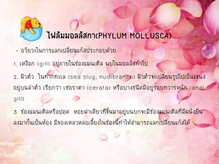 ไฟลัมมอลลัสกา(PHYLUM MOLLUSCA)
- อวัยวะในการแลกเปลี่ยนแก๊สประกอบด้วย
1. เหงือก (gill) อยู่ภายในช่องแมนเติล พบในมอลลัสทั่วไป
2. ผิวตัว ในทากทะเล (sea slug, nudibranch) ผิวตัวจะเปลี่ยนรูปไปเป็นแขนง
อยู่บนลาตัว เรียกว่า เซอราตา (cerata) หรือบางชนิดมีอยู่รอบทวารหนัก (anal
gill)
3. ช่องแมนเติลหรือปอด หอยฝาเดียวที่ขึ้นมาอยู่บนบกจะมีช่องแมนเติลที่มีผนังยื่น
ลงมากั้นเป็นห้อง มีของเหลวหล่อเลี้ยงในช่องนี้ทาให้สามารถแลกเปลี่ยนแก๊สได้
 