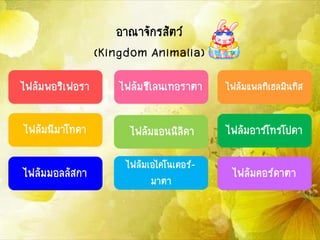 อาณาจักรสัตว์
(Kingdom Animalia)
ไฟลัมพอริเฟอรา
ไฟลัมนีมาโทดา
ไฟลัมเอไคโนเดอร์-
มาตา
ไฟลัมมอลลัสกา ไฟลัมคอร์ดาตา
ไฟลัมอาร์โทรโปดาไฟลัมแอนนิลิดา
ไฟลัมแพลทิเฮลมินทิสไฟลัมซีเลนเทอราตา
 