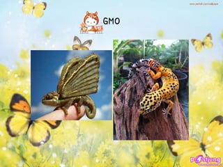 GMO
 