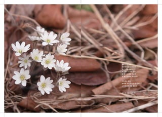 봄이 오는 소리
민감하게 듣는 귀 있어
쌓인 낙엽 비집고
쫑긋쫑긋 노루귀 핀다
한 떨기 조촐한 미소가
한 떨기 조촐한 희망이다
지도에도 없는
희미한 산길 더듬는 이 있어
노루귀에게 길을 묻는다.
최두석 시인 <노루귀>
 