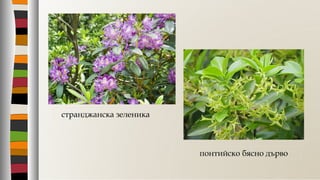 странджанска зеленика
понтийско бясно дърво
 