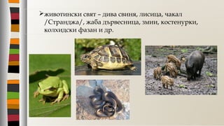 животински свят – дива свиня, лисица, чакал
/Странджа/, жаба дървесница, змии, костенурки,
колхидски фазан и др.
 