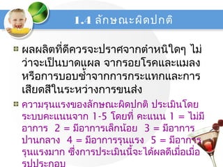 1.4 ลักษณะผิดปกติ
ผลผลิตที่ดีควรจะปราศจากตำาหนิใดๆ ไม่
ว่าจะเป็นบาดแผล จากรอยโรคและแมลง
หรือการบอบชำ้าจากการกระแทกและการ
เสียดสีในระหว่างการขนส่ง
ความรุนแรงของลักษณะผิดปกติ ประเมินโดย
ระบบคะแนนจาก 1-5 โดยที่ คะแนน 1 = ไม่มี
อาการ 2 = มีอาการเล็กน้อย 3 = มีอาการ
ปานกลาง 4 = มีอาการรุนแรง 5 = มีอาการ
รุนแรงมาก ซึ่งการประเมินนี้จะได้ผลดีเมื่อเมื่อ
 