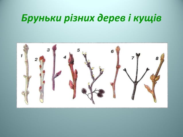 пагін | PPT