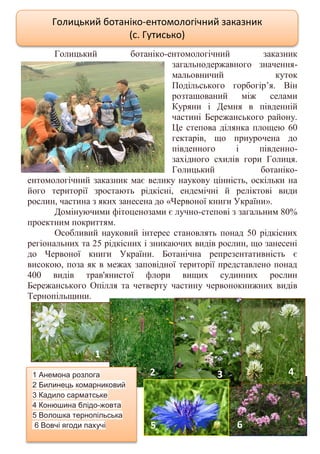 24
Голицький ботаніко-ентомологічний заказник
загальнодержавного значення-
мальовничий куток
Подільського горбогір’я. Він
розташований між селами
Куряни і Демня в південній
частині Бережанського району.
Це степова ділянка площею 60
гектарів, що приурочена до
південного і південно-
західного схилів гори Голиця.
Голицький ботаніко-
ентомологічний заказник має велику наукову цінність, оскільки на
його території зростають рідкісні, ендемічні й реліктові види
рослин, частина з яких занесена до «Червоної книги України».
Домінуючими фітоценозами є лучно-степові з загальним 80%
проектним покриттям.
Особливий науковий інтерес становлять понад 50 рідкісних
регіональних та 25 рідкісних і зникаючих видів рослин, що занесені
до Червоної книги України. Ботанічна репрезентативність є
високою, поза як в межах заповідної території представлено понад
400 видів трав'янистої флори вищих судинних рослин
Бережанського Опілля та четверту частину червонокнижних видів
Тернопільщини.
Голицький ботаніко-ентомологічний заказник
(с. Гутисько)
1 Анемона розлога
2 Билинець комарниковий
3 Кадило сарматське
4 Конюшина блідо-жовта
5 Волошка тернопільська
6 Вовчі ягоди пахучі
1
2 3 4
5 6
 