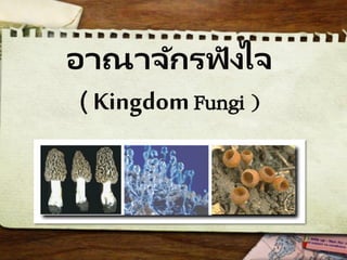 อาณาจักรฟังไจ
( KingdomFungi )
 