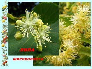 ЛИПА
ШИРОКОЛИСТА
 