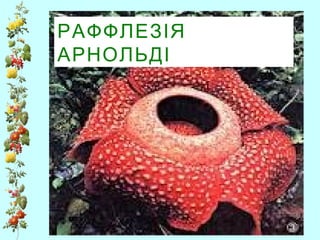 РАФФЛЕЗІЯ
АРНОЛЬДІ
 