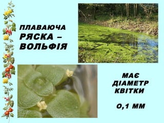 ПЛАВАЮЧА
РЯСКА –
ВОЛЬФІЯ
МАЄ
ДІАМЕТР
КВІТКИ
О,1 ММ
 