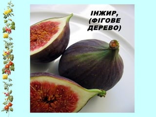 ІНЖИР,
(ФІГОВЕ
ДЕРЕВО)
 