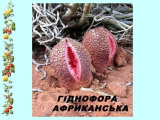 ГІДНОФОРА
АФРИКАНСЬКА
 