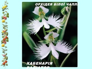 ХАБЕНАРІЯ
РАДІАТОР
ОРХІДЕЯ БІЛОЇ ЧАПЛІ
 