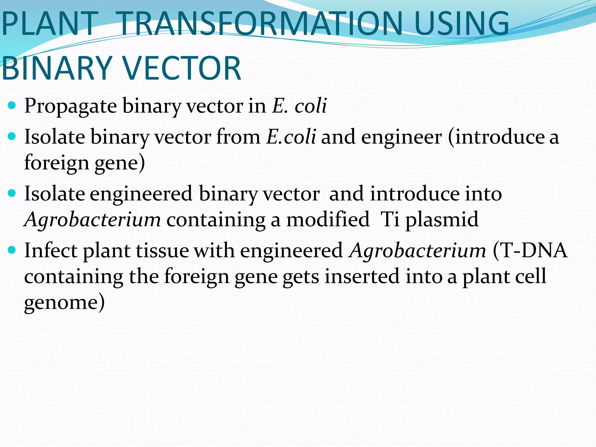 PLANT TRANSFORMATION USING
BINARY VECTOR
 Propagate binary vector in E. coli
 Isolate binary vector from E.coli and engineer (introduce a
foreign gene)
 Isolate engineered binary vector and introduce into
Agrobacterium containing a modified Ti plasmid
 Infect plant tissue with engineered Agrobacterium (T-DNA
containing the foreign gene gets inserted into a plant cell
genome)
 