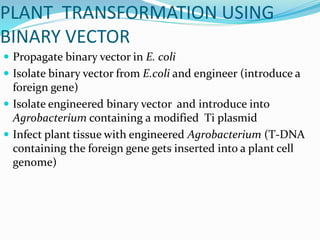 PLANT TRANSFORMATION USING
BINARY VECTOR
 Propagate binary vector in E. coli
 Isolate binary vector from E.coli and engineer (introduce a
foreign gene)
 Isolate engineered binary vector and introduce into
Agrobacterium containing a modified Ti plasmid
 Infect plant tissue with engineered Agrobacterium (T-DNA
containing the foreign gene gets inserted into a plant cell
genome)
 