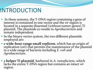 INTRODUCTION
 In these systems, the T-DNA region containing a gene of
interest is contained in one vector and the vir region is
located in a separate disarmed (without tumor-genes) Ti
plasmid. The plasmids co-reside in Agrobacterium and
remain independent.
 In the binary vector system, the two different plasmids
employed are:
 a wide-host-range small replicon, which has an origin of
replication (ori) that permits the maintenance of the plasmid
in a wide range of bacteria including E. coli and
Agrobacterium.
 a helper Ti plasmid, harbored in A. tumefaciens, which
lacks the entire T-DNA region but contains an intact vir
region.
 