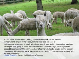 For 20 years, I have been breeding for the perfect pack llamas: friendly, largest of the
breed, minimal fiber coat for eas...