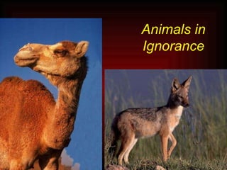 Animals in Ignorance 