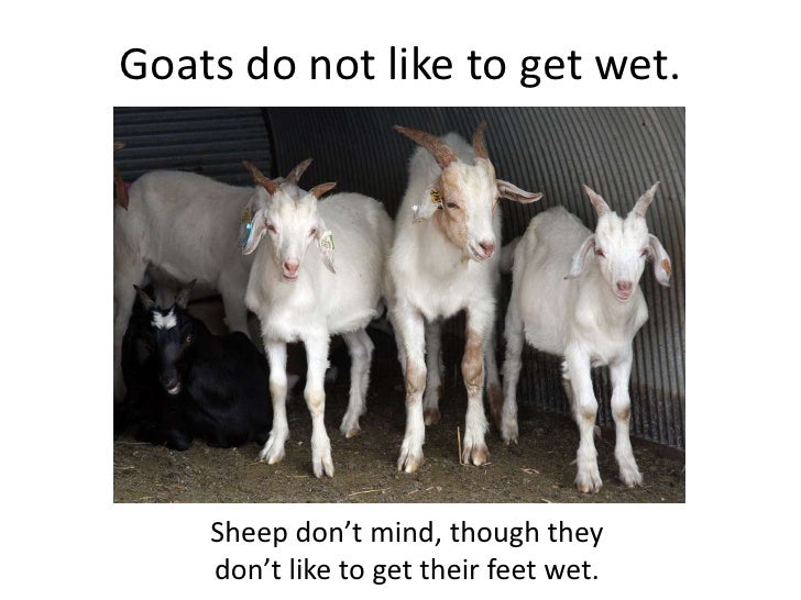 All about sheep and goats