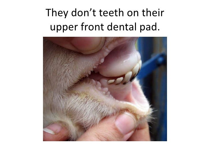 All about sheep and goats