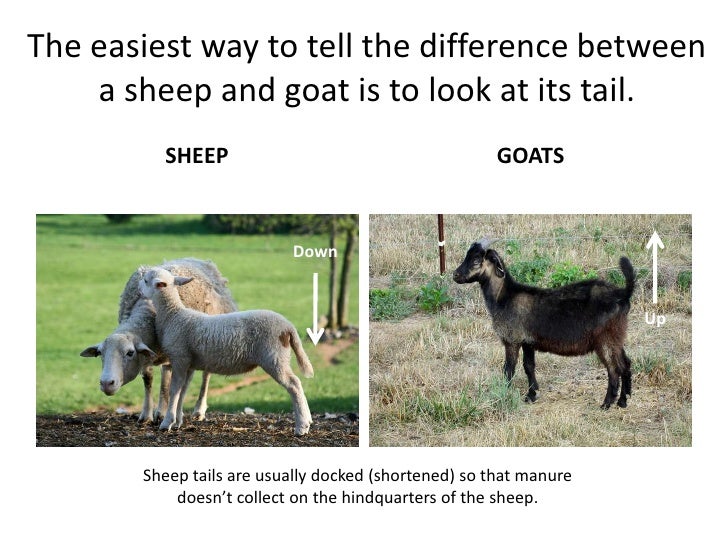 All about sheep and goats