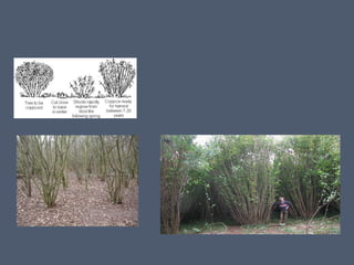 Silviculture Rotation Silvicultural systems | PPT