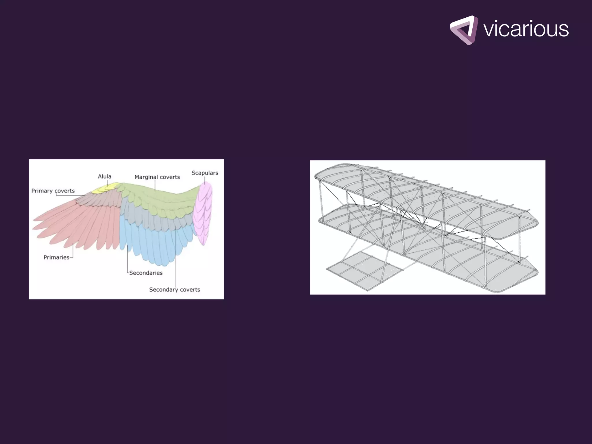 picture of
bird wings
 