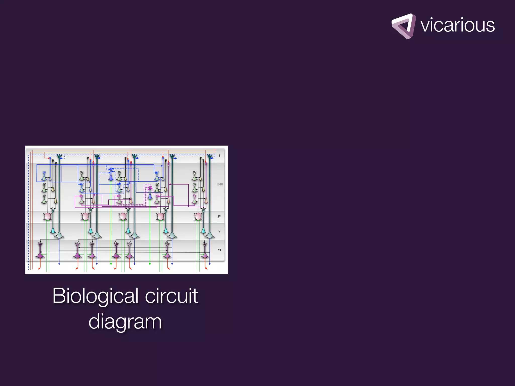 I




                     II/III




                      IV



                      V




                      VI




Biological circuit
    diagram
 