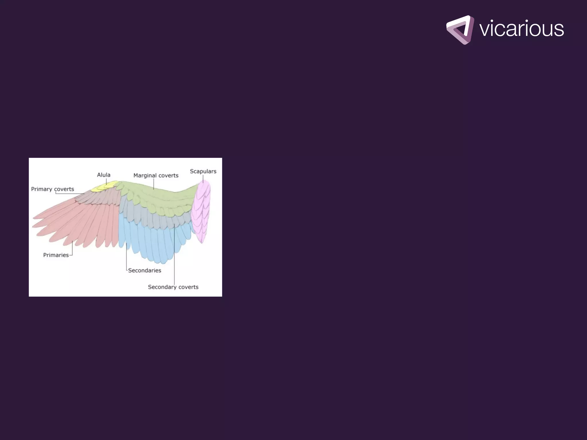 picture of
bird wings
 