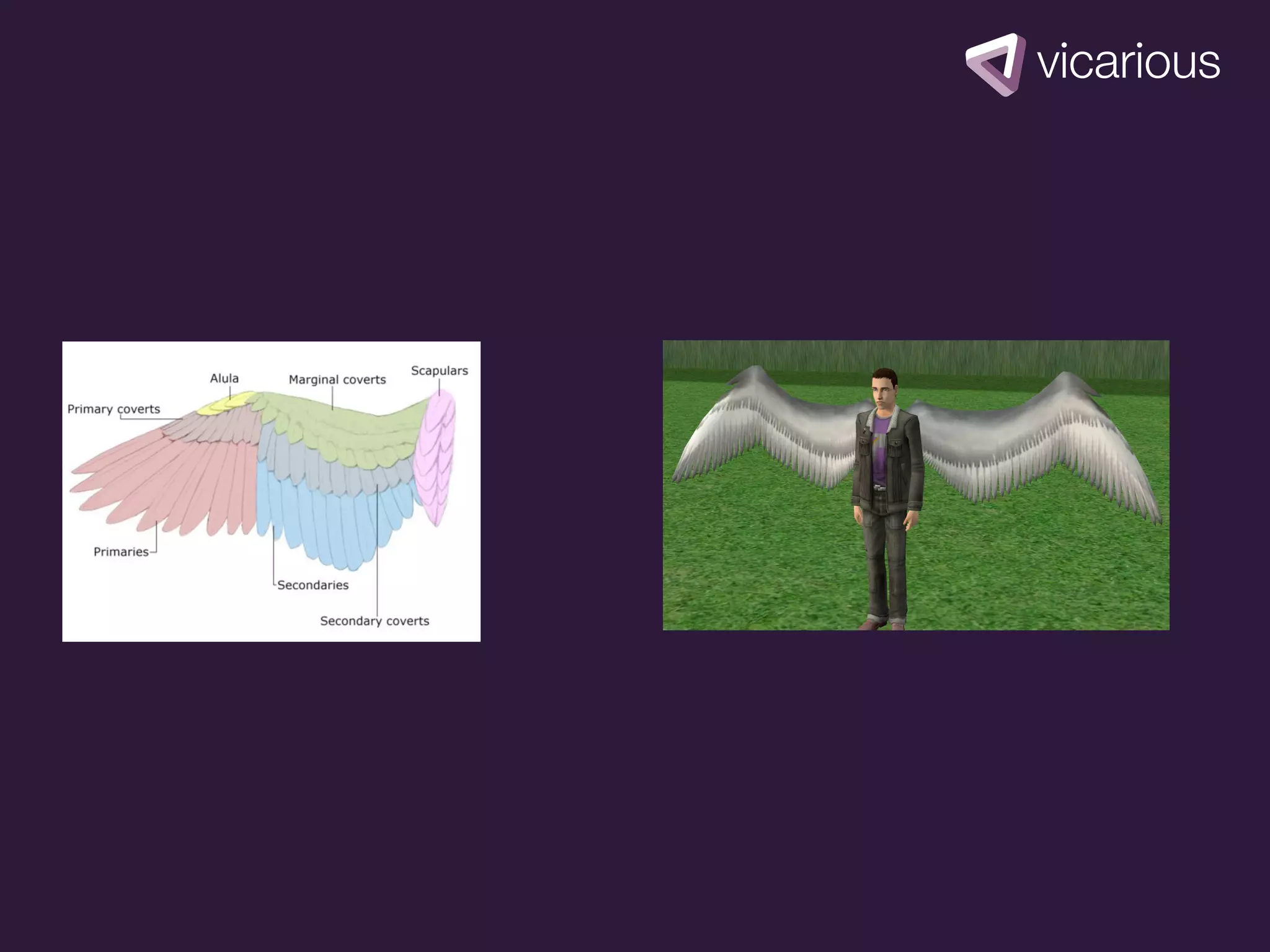 picture of
bird wings
 