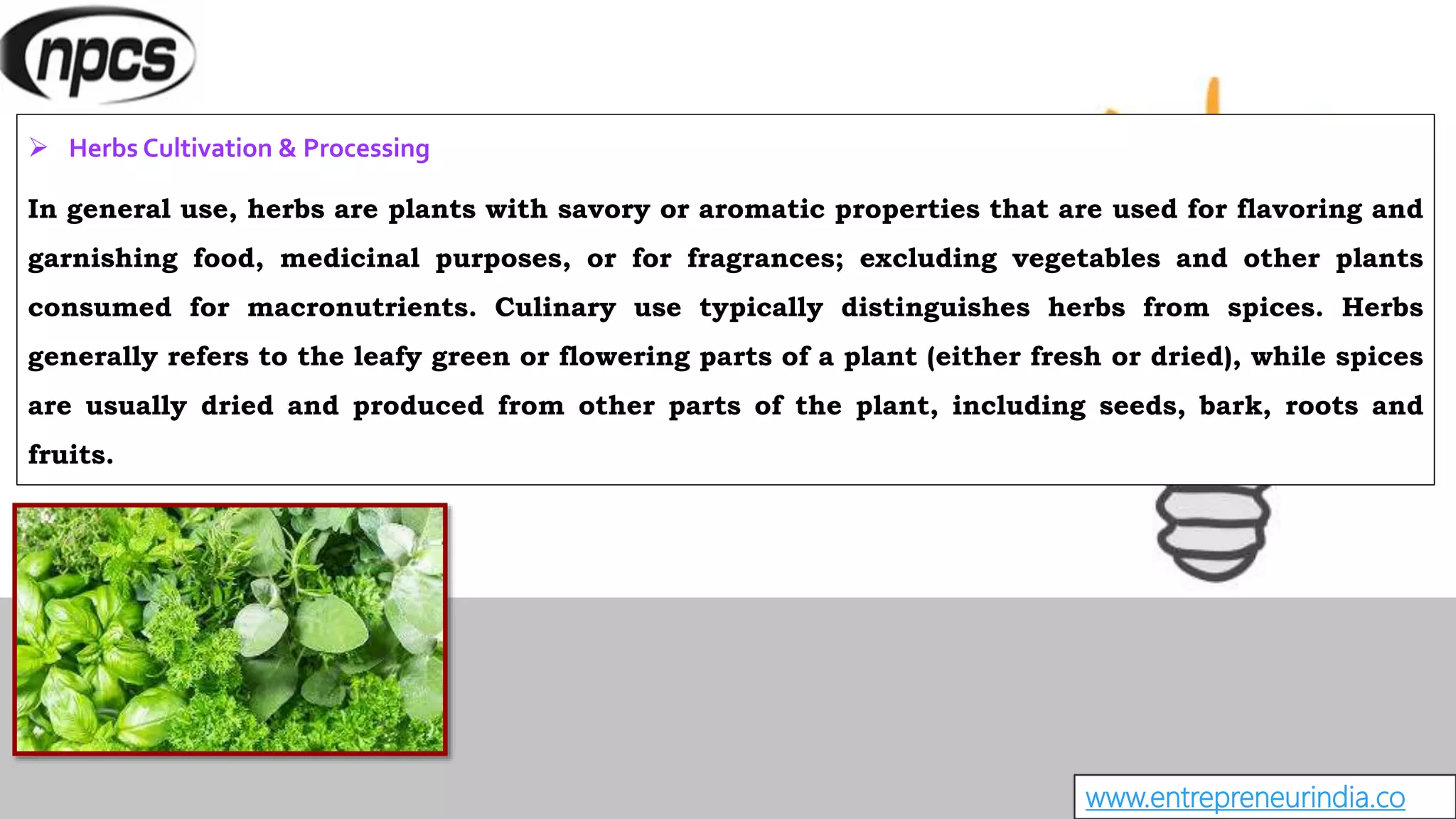 www.entrepreneurindia.co
 Herbs Cultivation & Processing
In general use, herbs are plants with savory or aromatic properties that are used for flavoring and
garnishing food, medicinal purposes, or for fragrances; excluding vegetables and other plants
consumed for macronutrients. Culinary use typically distinguishes herbs from spices. Herbs
generally refers to the leafy green or flowering parts of a plant (either fresh or dried), while spices
are usually dried and produced from other parts of the plant, including seeds, bark, roots and
fruits.
 