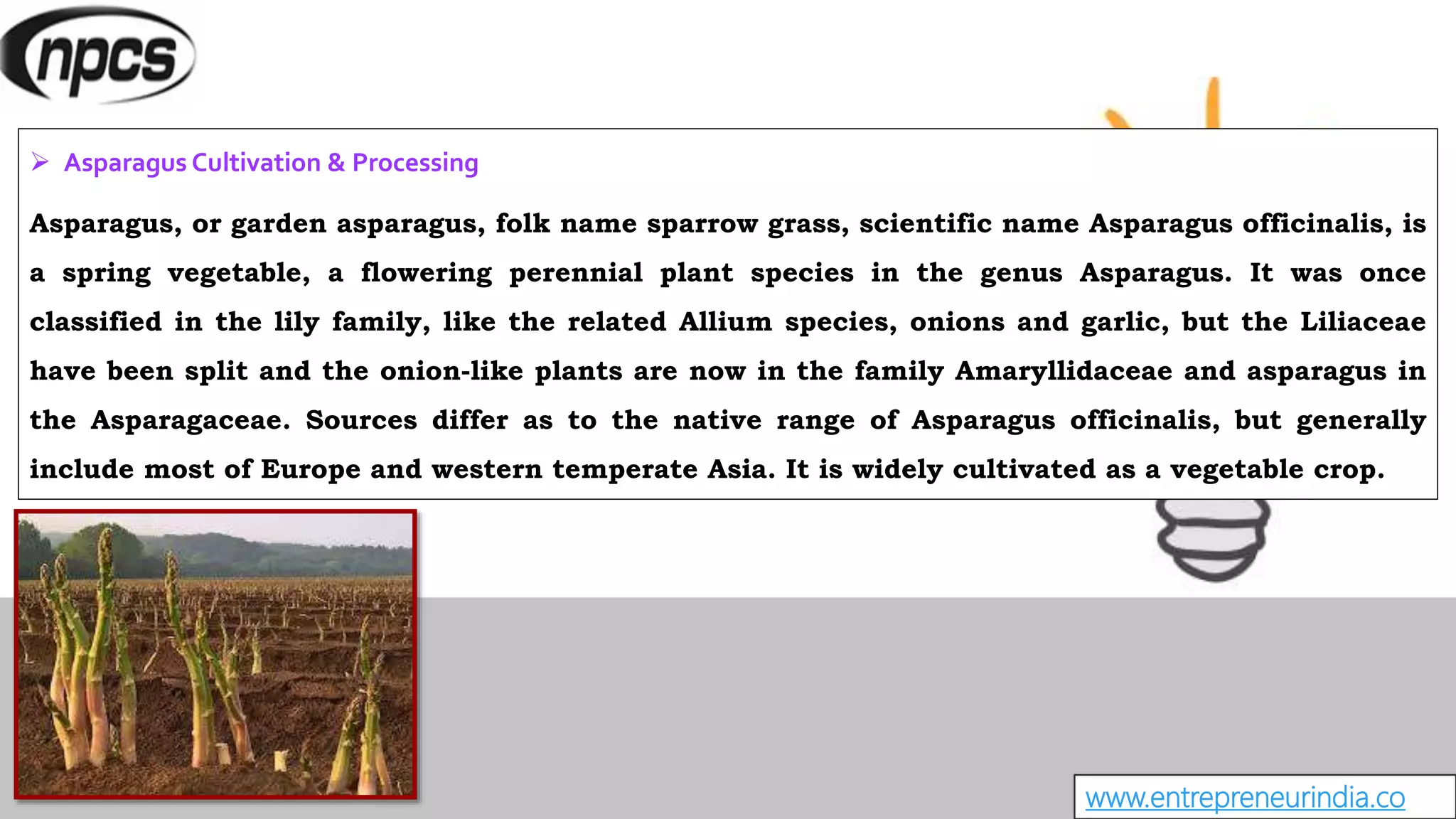 www.entrepreneurindia.co
 Asparagus Cultivation & Processing
Asparagus, or garden asparagus, folk name sparrow grass, scientific name Asparagus officinalis, is
a spring vegetable, a flowering perennial plant species in the genus Asparagus. It was once
classified in the lily family, like the related Allium species, onions and garlic, but the Liliaceae
have been split and the onion-like plants are now in the family Amaryllidaceae and asparagus in
the Asparagaceae. Sources differ as to the native range of Asparagus officinalis, but generally
include most of Europe and western temperate Asia. It is widely cultivated as a vegetable crop.
 