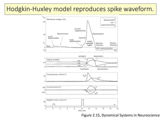 Hodgkin-Huxley model reproduces spike waveform.
Figure 2.15, Dynamical Systems in Neuroscience
 