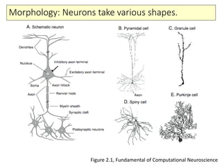 Morphology: Neurons take various shapes.
Figure 2.1, Fundamental of Computational Neuroscience
 