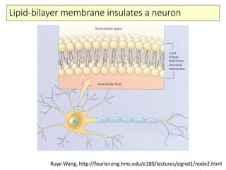 Lipid-bilayer membrane insulates a neuron
Ruye Wang, http://fourier.eng.hmc.edu/e180/lectures/signal1/node2.html
 