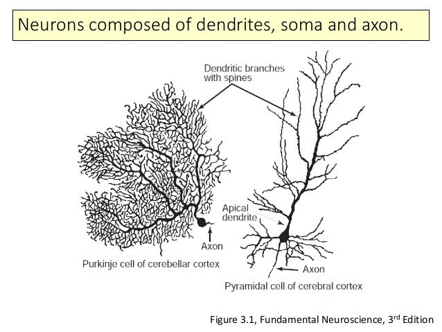 Single neuron models