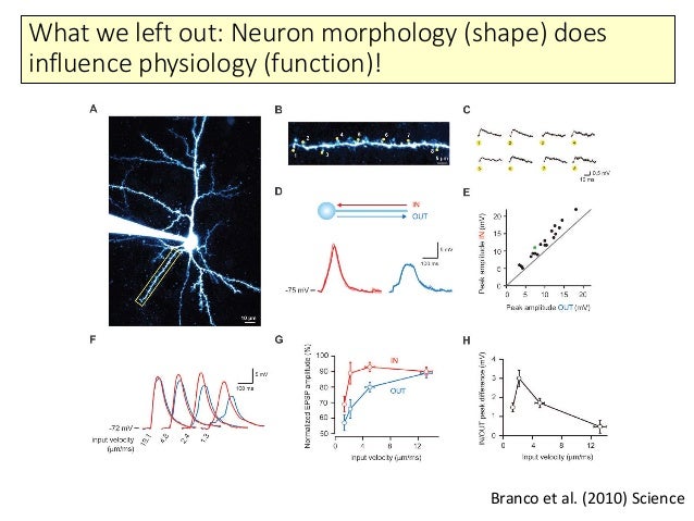 Single neuron models