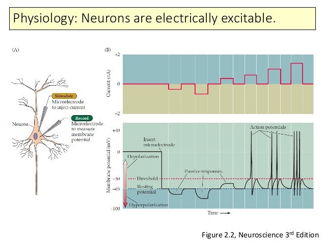 JAISTサマースクール2016「脳を知るための理論」講義01 Single neuron modelsJAISTサマースクール2016「脳を知るための理論」講義01 Single neuron models