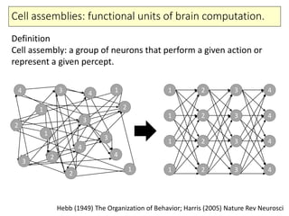 Cell assemblies: functional units of brain computation.
Definition
Cell assembly: a group of neurons that perform a given action or
represent a given percept.
Hebb (1949) The Organization of Behavior; Harris (2005) Nature Rev Neurosci
1
1
1
1
2
2
2
2
3
3
3
3
4
4
4
4
1
1
1
1
2
2
2
2
3
3
3
3
4 4
4
4
 