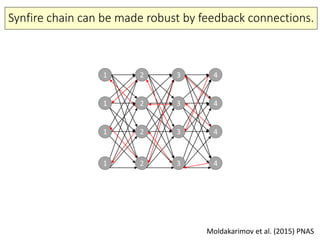 Synfire chain can be made robust by feedback connections.
Moldakarimov et al. (2015) PNAS
1
1
1
1
2
2
2
2
3
3
3
3
4
4
4
4
 