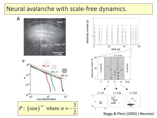 Neural avalanche with scale-free dynamics.
Beggs & Plenz (2003) J Neurosci
 
3
size where
2
P



 :
 