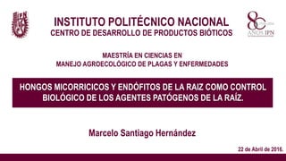 INSTITUTO POLITÉCNICO NACIONAL
CENTRO DE DESARROLLO DE PRODUCTOS BIÓTICOS
MAESTRÍA EN CIENCIAS EN
MANEJO AGROECOLÓGICO DE PLAGAS Y ENFERMEDADES
HONGOS MICORRICICOS Y ENDÓFITOS DE LA RAIZ COMO CONTROL
BIOLÓGICO DE LOS AGENTES PATÓGENOS DE LA RAÍZ.
22 de Abril de 2016.
Marcelo Santiago Hernández
 