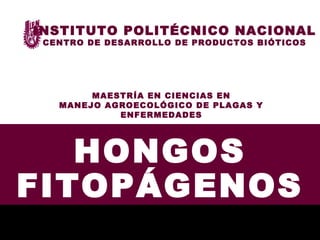 HONGOS
FITOPÁGENOS
INSTITUTO POLITÉCNICO NACIONAL
CENTRO DE DESARROLLO DE PRODUCTOS BIÓTICOS
MAESTRÍA EN CIENCIAS EN
MANEJO AGROECOLÓGICO DE PLAGAS Y
ENFERMEDADES
 