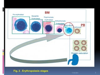 Fig. 2 . Erythropoiesis stages
                                 7/18/2011   5
 