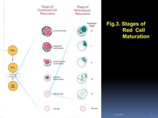 Fig.3. Stages of
       Red Cell
       Maturation




  7/18/2011         7
 