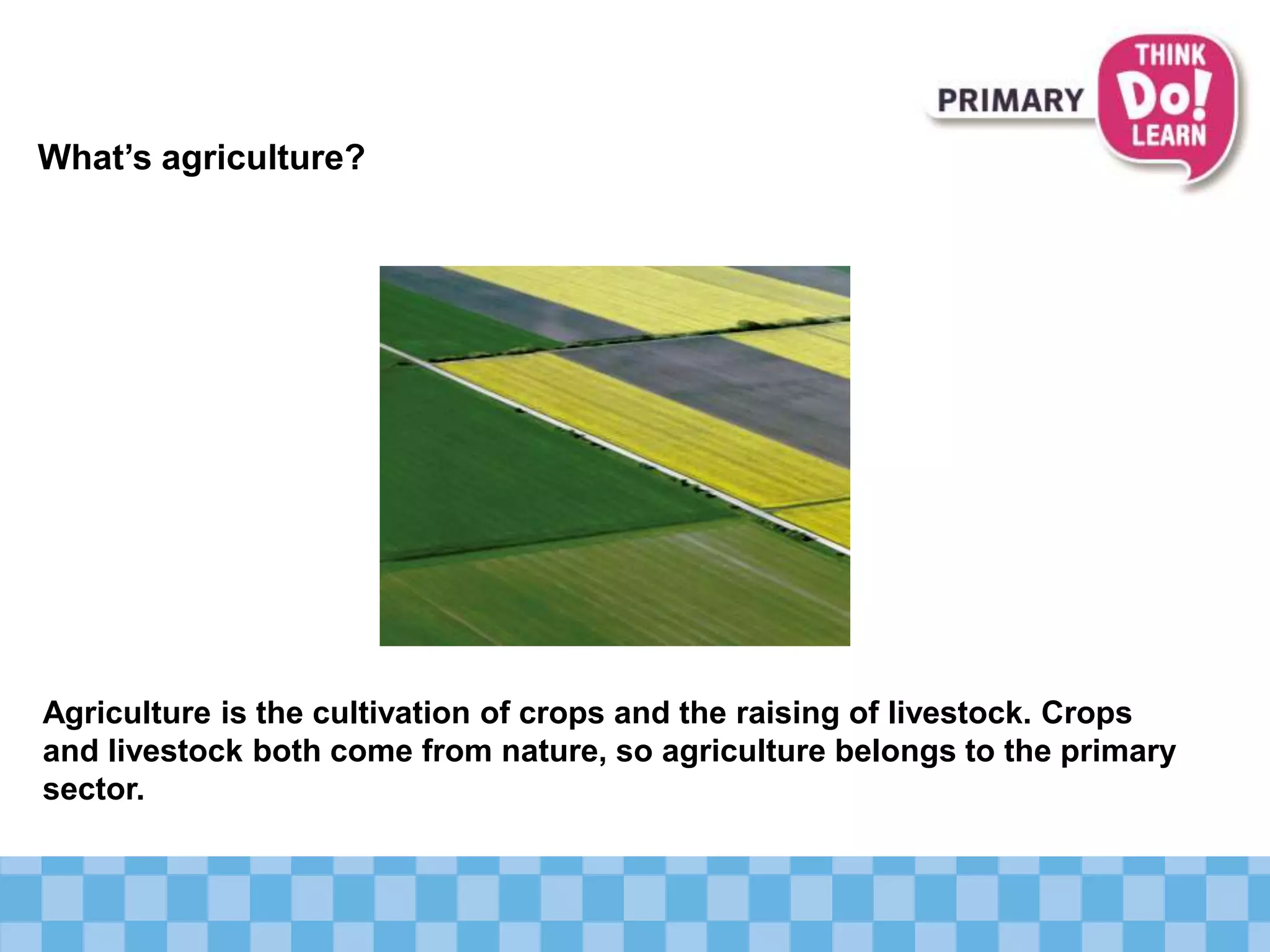 What’s agriculture?
Agriculture is the cultivation of crops and the raising of livestock. Crops
and livestock both come from nature, so agriculture belongs to the primary
sector.
 
